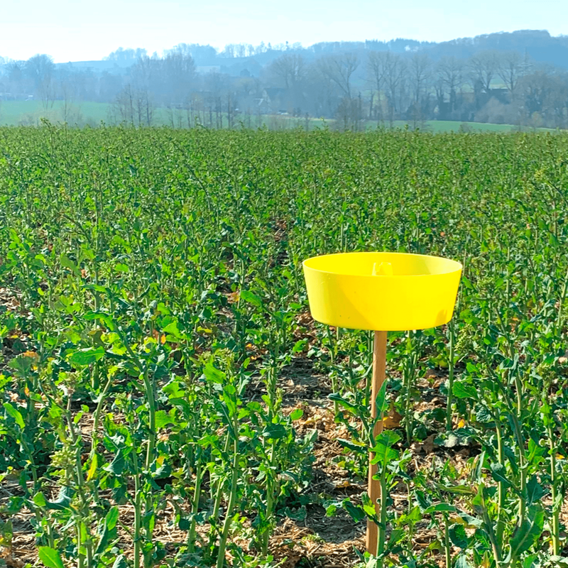 Plastic trap-plate for insects